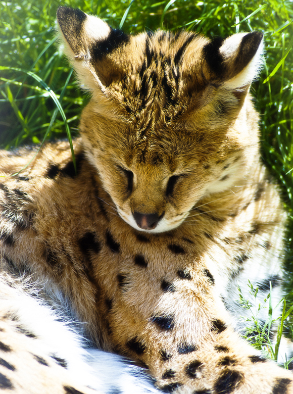 Leptailurus Serval