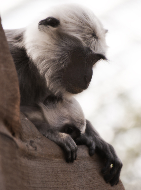 Semnopithecus
