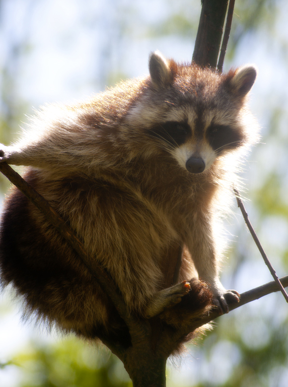 Procyon Lotor