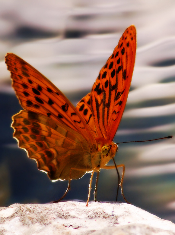 Lepidoptera