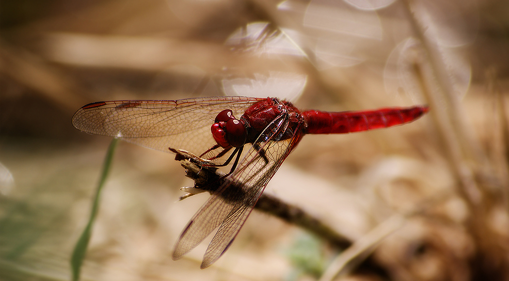 Crocothemis Erythraea