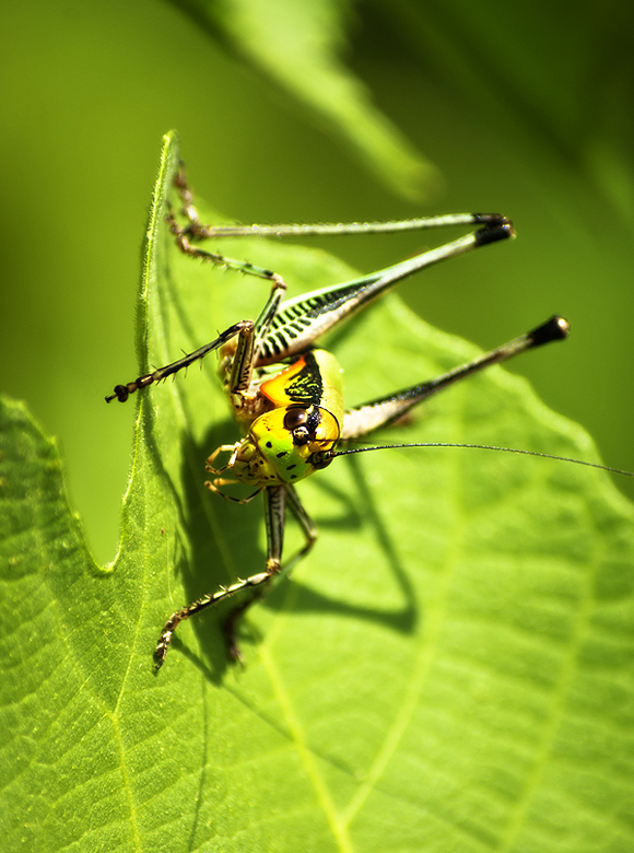 Chorthippus Parallelus