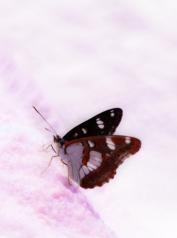 Papilionoidea