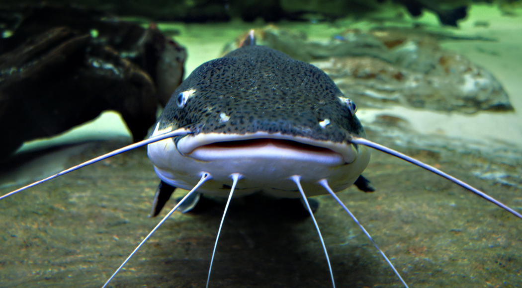 Phractocephalus Hemioliopterus