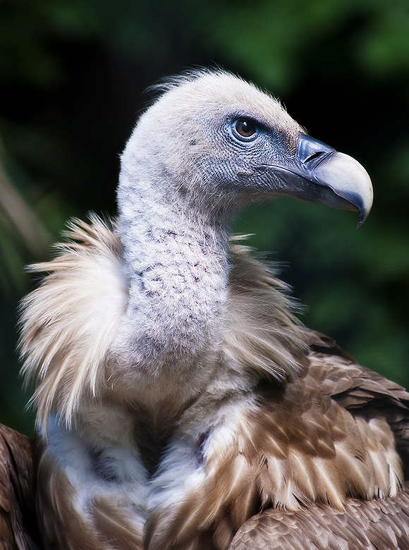 Gyps Fulvus