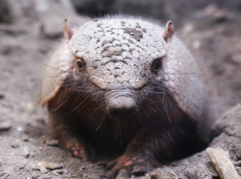 Chaetophractus Villosus
