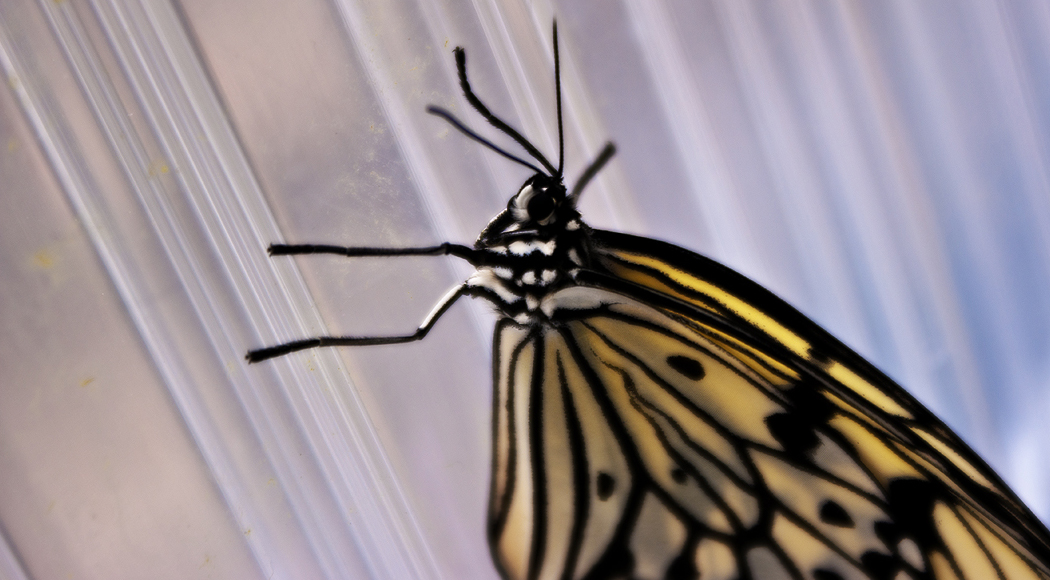 Lepidoptera