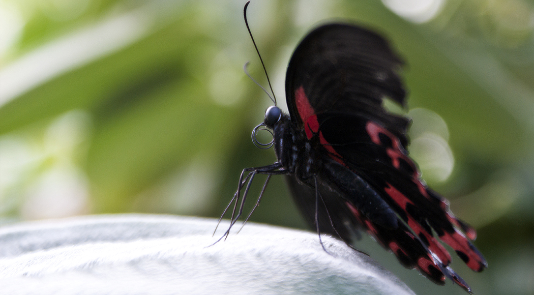 Lepidoptera
