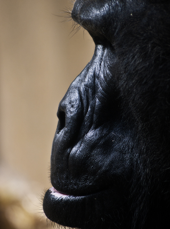 Gorilla Gorilla Gorilla
