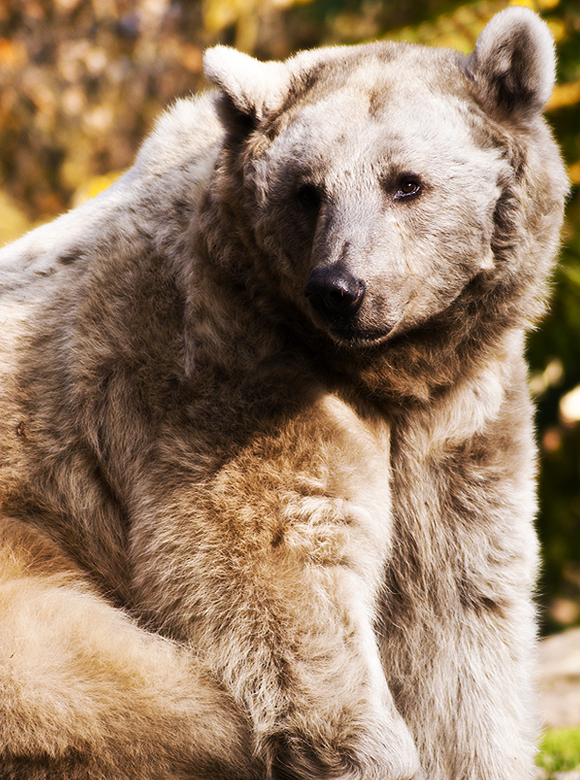 Ursus Arctos Syriacus