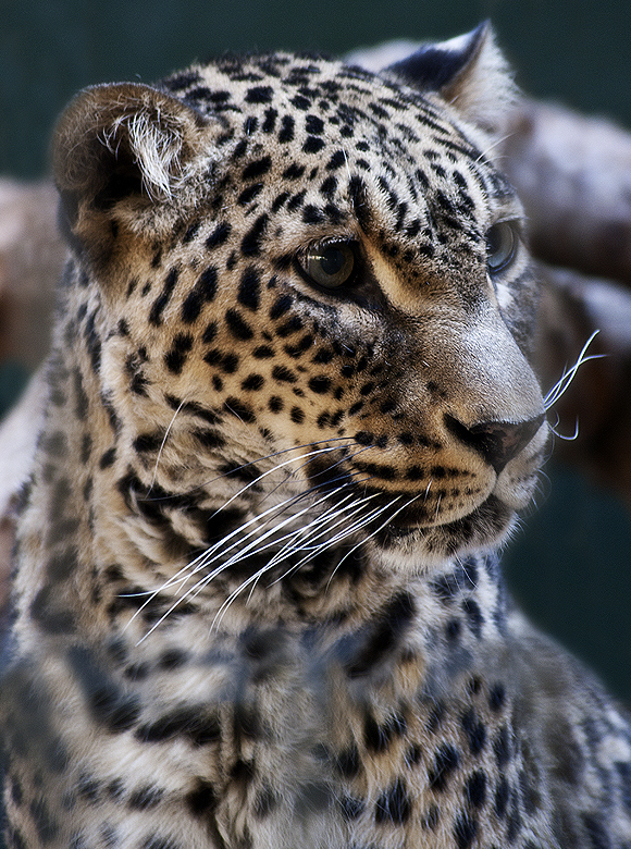 Panthera Pardus Saxicolor