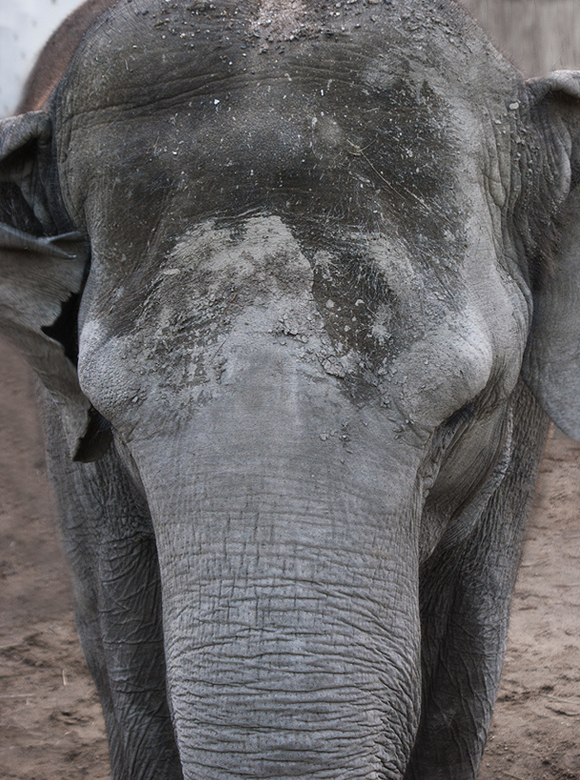 Elephas Maximus