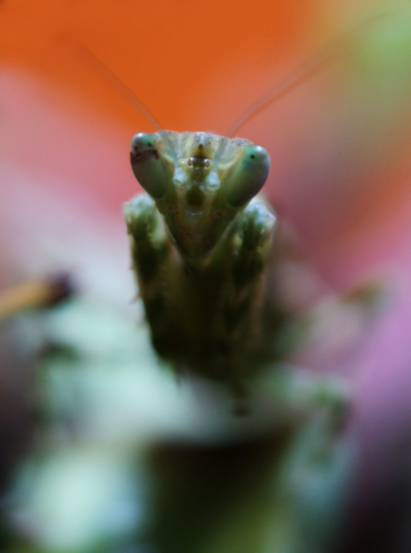 Mantis Religiosa