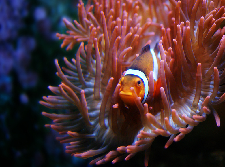 Amphiprion Ocellaris