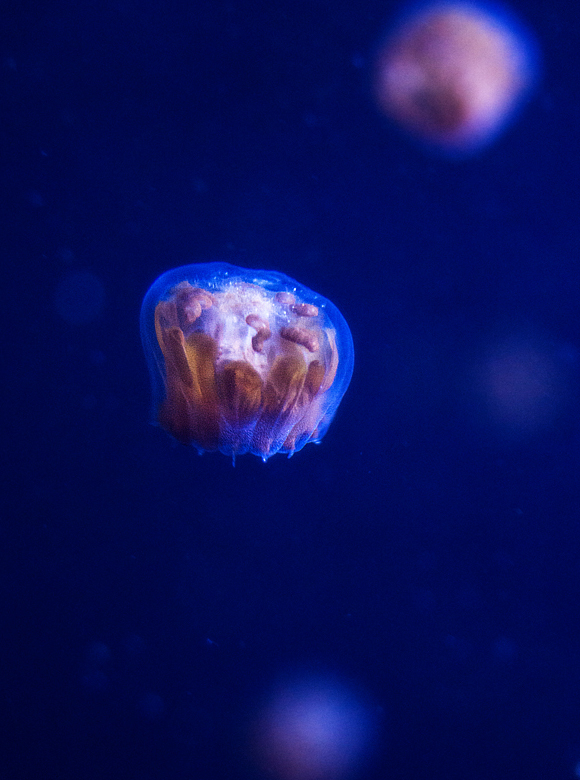 Cnidaria