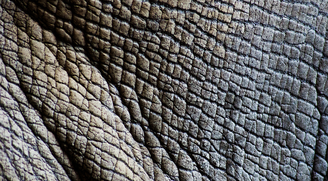 Diceros Bicornis