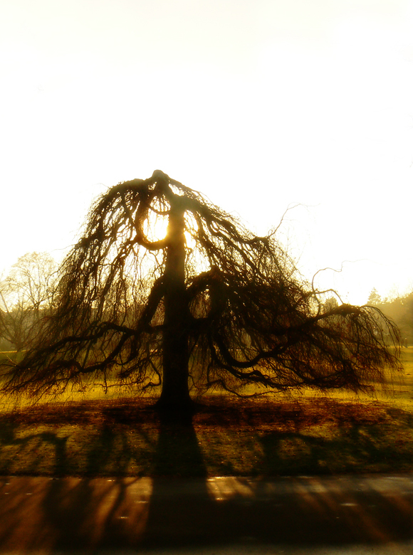 Old Tree
