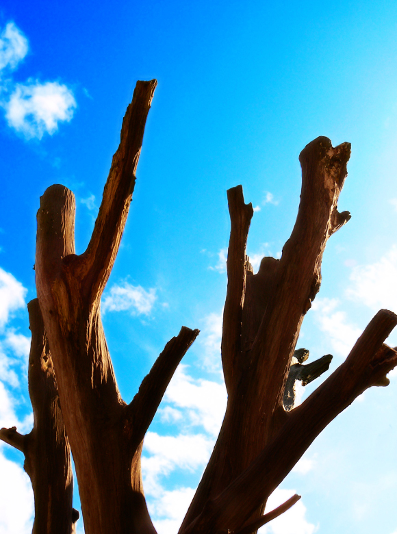 Dead Tree