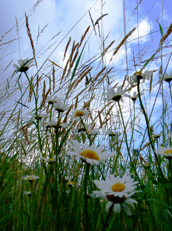 Leucanthemum Vulgare