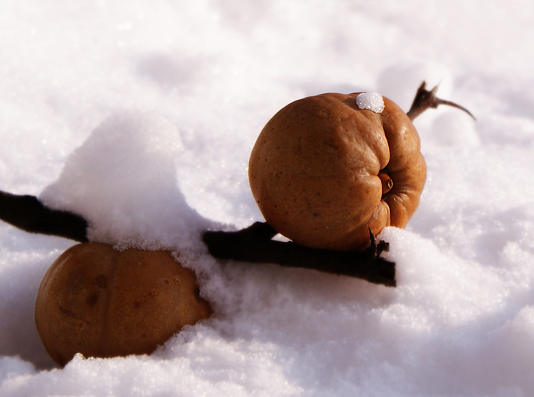 Fruits in the Snow