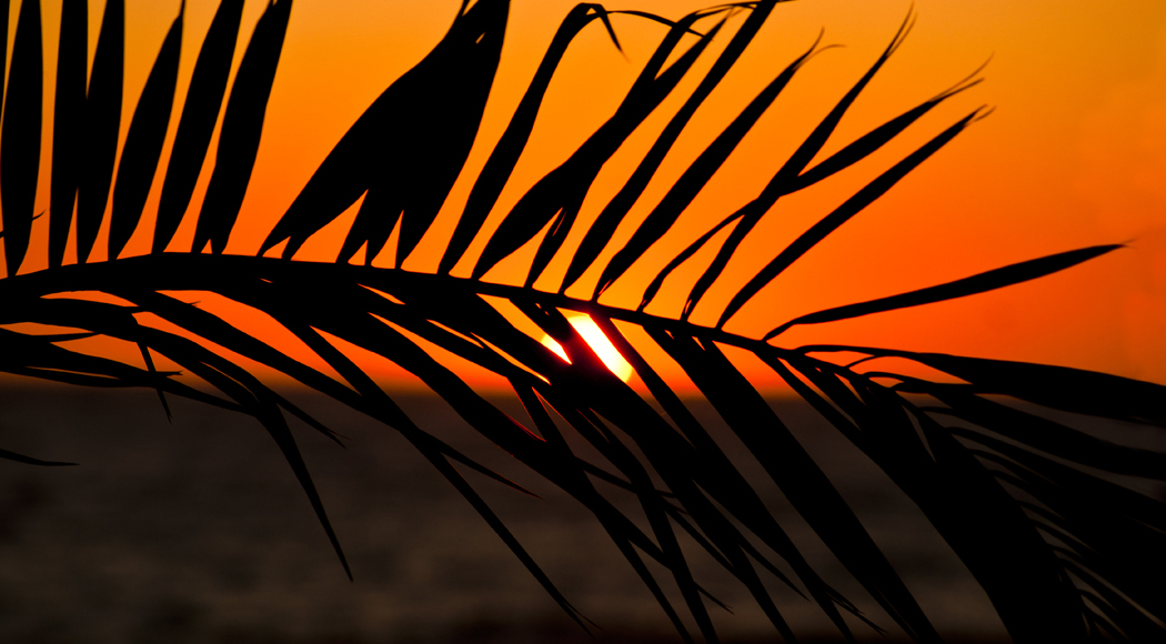 Palms