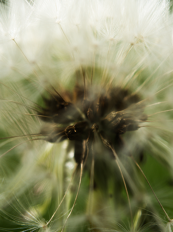 Dandelion