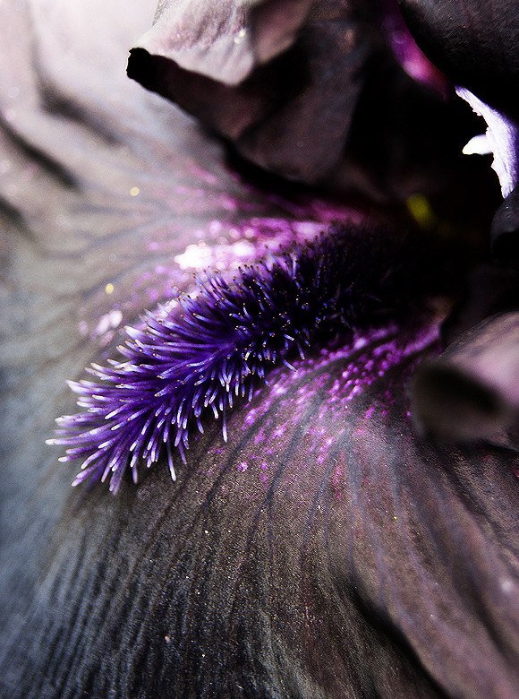 Black Flower